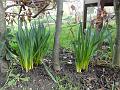 2014-0209-1105_Daffodils_7,9C
